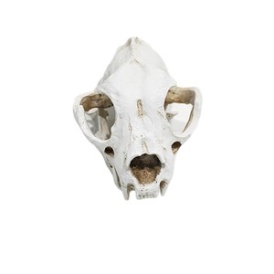 Modèle de crâne de chien détachable ; structure anatomique du crâne canin ; outil pédagogique pour la formation vétérinaire. - Product Image 5