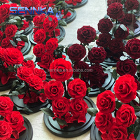 Vente en gros de roses séchées conservées dans un dôme en verre pour la décoration de mariage, la fête des mères