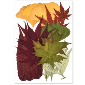 Real Dried Pressed Mix Leaves Different Leaves Botanical Material for Crafts Herbarium Leaves Teaching
