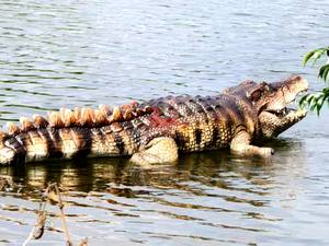 Nuevo realista Animatronic Control remoto natación <span class=keywords><strong>Robot</strong></span> <span class=keywords><strong>cocodrilo</strong></span> - Product Image 3