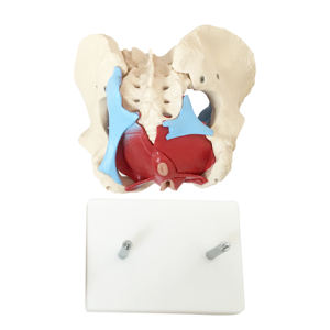 医学部教育トレーニング可動性のある人間の女性の骨盤の骨格の筋肉と臓器骨盤底の解剖学的モデル - Product Image 6