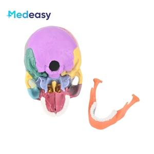 Modèle d'anatomie du crâne humain <span class=keywords><strong>Measy</strong></span>, 15 parties détachables, codées par couleur, mini PVC 1:2 pour l'enseignement médical - Product Image 6