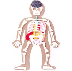 Penjualan Laris Grosir Permainan Anatomi Anak Mainan Pendidikan Montessori Lepas Pasang Tubuh Manusia dengan Tulang dan Organ