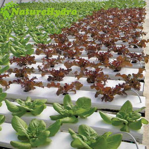 Fabrik liefert Hidroponik Nft Erdbeer produktion Hydro ponik - Product Image 3