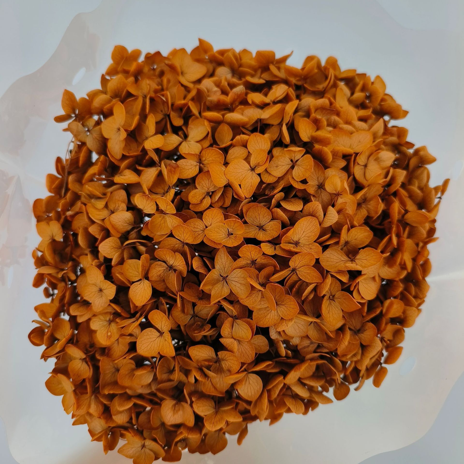 antique orange  hydrangeas