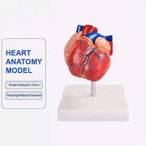 Bix-a1068 Doğal Boyutta İnsan Anatomik Kalp Modeli Gelişmiş PVC Dayanıklı ISO Sertifikalı Tıp Bilimi için Öğretim Kaynağı - Product Image 1
