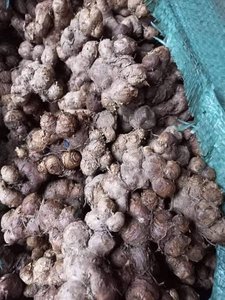 ¡LA MEJOR VENTA! JENGIBRE NEGRO DE VIETNAM CON ALTO ESTÁNDAR DE EXPORTACIÓN Y PRECIO COMPETITIVO [LA MEJOR OPCIÓN PARA USTED] [DEBE COMPRAR] - Product Image 2