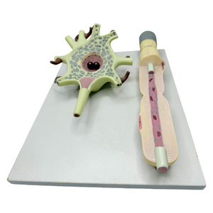 Khoa Học Giải Phẫu Người-Mô Hình <span class=keywords><strong>Neuron</strong></span> 2500 Lần Phóng Đại Cơ Thể Tế Bào Thần Kinh Và Khuếch Đại Cấu Trúc Sợi Thần Kinh - Product Image 2