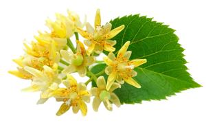 ダーウィン10:1 Tilia Europaea花エキスリンデン花エキス - Product Image 3