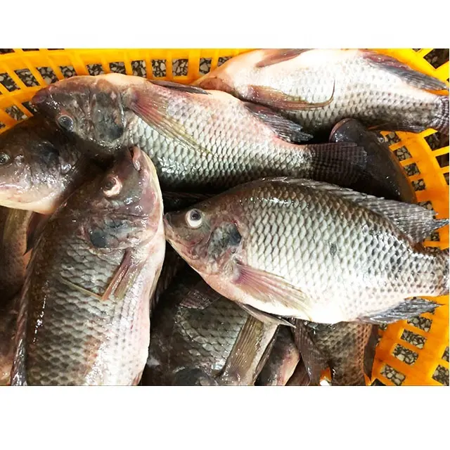 Beku Segar Hitam Ikan Nila Seluruh Putaran untuk Dijual
