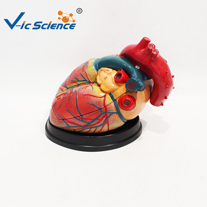 Modèle de cœur simulé à l'échelle 5x, affichage complet des valves cardiaques, modèle de démonstration pour l'enseignement et la formation. - Product Image 1
