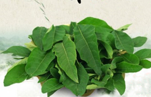 500 g de té de hoja de Keji Beling, hojas de Pecah Beling, té negro general, crudo, seco, puro y natural - Product Image 4