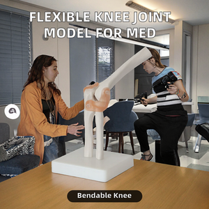 Modelo de Articulación de Rodilla Humana Flexible DIGISMART para Educación Médica, Entrenamiento de Enfermería, Uso Clínico, Escuelas de Medicina - Product Image 2