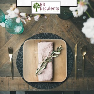 Platos Desechables Biodegradables de Hoja de Palma Natural, Redondos y Cuadrados, de 25cm, 23cm, 20cm, 18cm y 15cm, para Fiestas y Aperitivos, Calidad de Exportación - Product Image 2