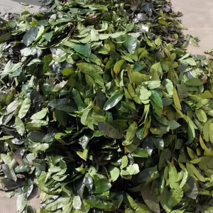 POLVO DE HOJAS DE GRAVIOLA SECAS AL POR MAYOR | PROVEEDOR PREMIUM DE VIETNAM - Product Image 1