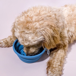 Bol pour animaux de compagnie en silicone pliable, pratique et personnalisé, 450 ml, bol pour chien et chat, bol pour animaux de compagnie en silicone pliable, vente chaude - Product Image 4