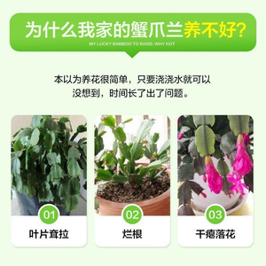 ผงปุ๋ยพิเศษสำหรับกล้วยไม้ปูปู 200 กรัม ช่วยส่งเสริมการเจริญเติบโตของรากและการออกดอก - Product Image 2