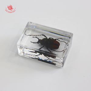 ตัวอย่างแมลงเรซิ่นคริสตัล,อุปกรณ์การศึกษาตัวอย่างแมลงที่แท้จริงในเรซิ่นบล็อกสีเหลืองอำพันด้วงจริงข้อผิดพลาดที่น่ารักของ Taxidermy - Product Image 3