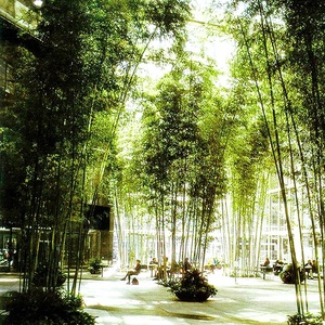 Venta al por mayor <span class=keywords><strong>centro</strong></span> comercial Hotel restaurante decoración Artificial planta varios Artificial plantas de Bambú - Product Image 4