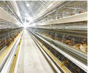 Nuevo Gallinero de 4 Niveles y 4 Puertas para 128 Aves, Acero Galvanizado en Frío Tipo A Yinanchun, Hebei, Garantía de 8 Años, Larga Vida Útil - Product Image 6