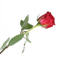 Wettbewerbs fähiger Preis Long Stem Natural Bulk Frisch geschnittene Blumen Rote Rosen Für Hochzeit Valentinstag Blumen arrangement Dekoration
