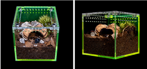 Moderner 3x3x3 Zoll Klarer Acryl Kleintier-Gehege Fluoreszierender Magnetischer Sprungspinne-Eidechsen-Würfel für Kleintiere - Product Image 4