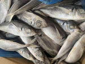 Poisson de maquereau frais congelé riche en oméga-3 adapté au traitement des sushis grillés approvisionnement en vrac - Product Image 4