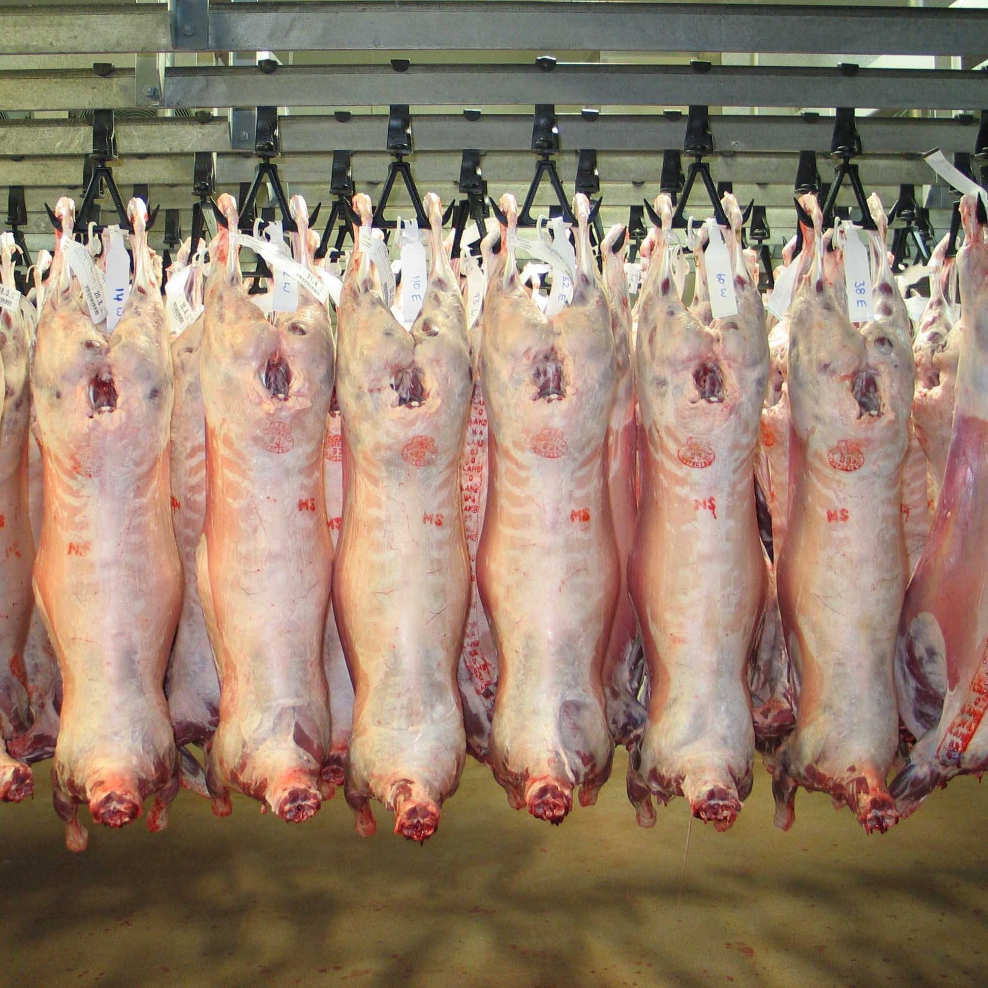 Premium Quality 100% Halal FreshFrozen SheepGoatLamb MeatCarcass. 
