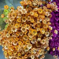 Fleurs étoilées Glixia du Brésil en gros, mini, naturelles, séchées et préservées, pour la décoration bohème de la maison