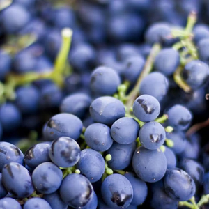 All'ingrosso uva <span class=keywords><strong>da</strong></span> <span class=keywords><strong>tavola</strong></span> fresca senza semi dolce di alta qualità - Product Image 1