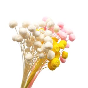 Fleurs séchées décoratives à bas prix, vente en gros, uk mini, vrai petit bouton naturel, fleurs séchées pour la décoration - Product Image 1