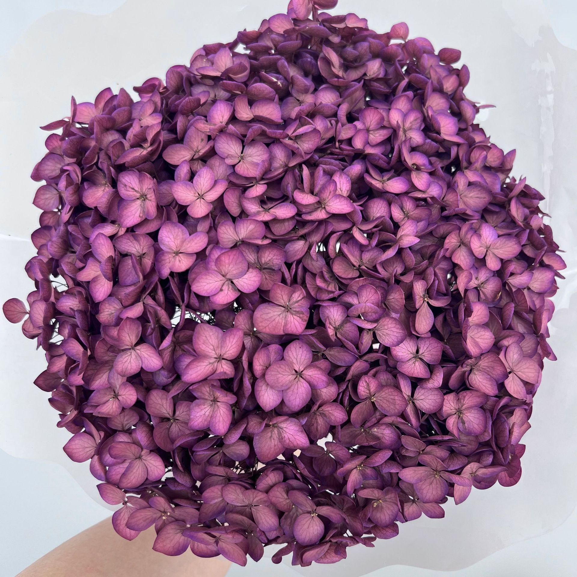 dark plum hydrangeas