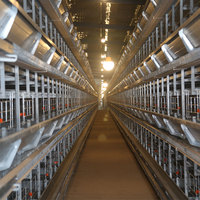 Nouvelles cages à poulets de type H à haute densité entièrement automatiques galvanisées, structure durable et gain de place pour l'élevage avicole commercial