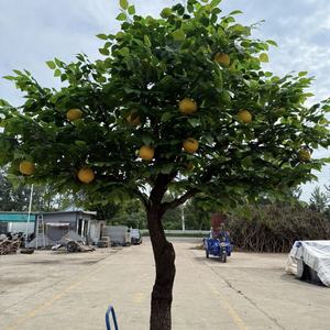 Tronco <span class=keywords><strong>de</strong></span> Árbol <span class=keywords><strong>de</strong></span> Fibra <span class=keywords><strong>de</strong></span> Vidrio Grande en Oferta, Árbol Frutal, Limonero, Árbol <span class=keywords><strong>de</strong></span> Manzana Artificial para Decoración <span class=keywords><strong>de</strong></span> Jardín, Hogar y Parque - Product Image 4