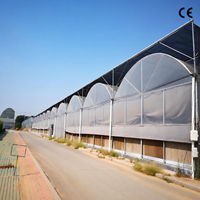 Grande serre multi-chapelles en film plastique avec structure en acier galvanisé à chaud et ventilation latérale et supérieure pour la culture commerciale de légumes et de fruits