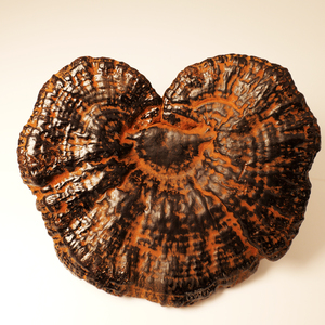 גנודרמה לוסידום ארינאקאוס קוריוס וריולוס בורסול פטריות - Product Image 3