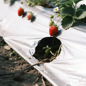 Pellicola Pacciamante in Plastica Argento-Nera Anti-Erbacce per Coltivazioni di Fragole e Cipolle - Product Image 3