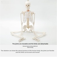 Modèle de squelette humain grandeur nature en plastique PVC de 180 cm pour la formation en sciences médicales et l'anatomie