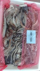 TENTACLE DE SQUID GÉANT CONGELÉ de haute qualité à vendre à bon <span class=keywords><strong>prix</strong></span> - Product Image 5