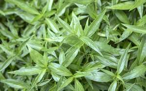 Aceite Esencial de incienso orgánico - Product Image 6