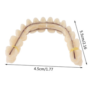 Modèles de dents artificielles en plastique à double rangée, très demandés pour le commerce électronique transfrontalier, équipement d'enseignement et de thérapie bucco-dentaire, accessoire - Product Image 3