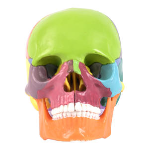 Modèle <span class=keywords><strong>de</strong></span> crâne coloré en 15 parties avec affichage <span class=keywords><strong>de</strong></span> couleur zoné, crâne <span class=keywords><strong>de</strong></span> taille réduite détachable, outil d'enseignement médical et d'entraînement en anatomie - Product Image 1