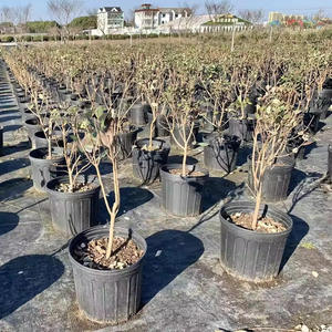 大型HDPE 5、15、20、25ガロン農家風伝統的エコフレンドリーで耐久性のある園芸用植木鉢（卸売） - Product Image 6