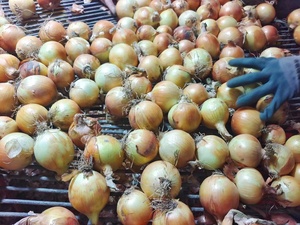 Cây trồng mới của sinofarm thương hiệu hành tây đỏ tươi và hành tây vàng trắng giá mỗi tấn tại Trung Quốc từ hành tây xuất khẩu - Product Image 5