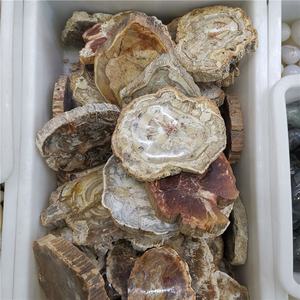 Patch de fossile en bois poli naturel, 100 pièces, en pierre brute, spécimen, vente en gros - Product Image 6