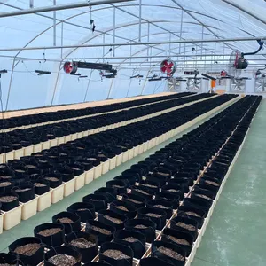 Smart Garden Tomato Complete Cocopeat Dutch Grow Tank Bucket Hydroponicsponics Bucket Feeder