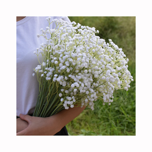 Flores Artificiales <span class=keywords><strong>de</strong></span> Gypsophila <span class=keywords><strong>Paniculata</strong></span>, Ramo <span class=keywords><strong>de</strong></span> <span class=keywords><strong>Paniculata</strong></span> <span class=keywords><strong>de</strong></span> Seda para Decoración del Hogar, para Acción <span class=keywords><strong>de</strong></span> Gracias o Graduación - Product Image 1