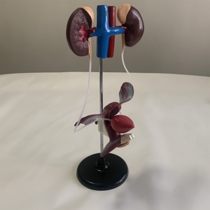 Female Urogenital System Model Urology Teaching Model - Product Image 5