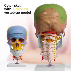 L027A Crâne de couleur modèle de science médicale avec 7 vertèbres <span class=keywords><strong>cervicales</strong></span> Anatomie étude <span class=keywords><strong>squelette</strong></span> pour la formation médicale - Product Image 2
