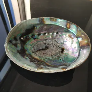 12-14Cm Nieuw-zeeland Geïmporteerd Natuurlijke Schelpen Abalone Shell Voor Thuis Decoraties